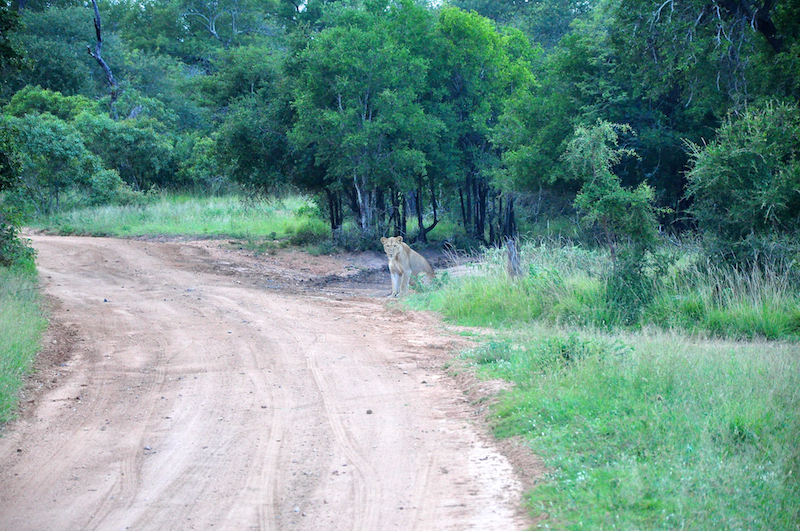 Melanie Heinrich - travel images - Lion Sands Private game reserver Hazyview